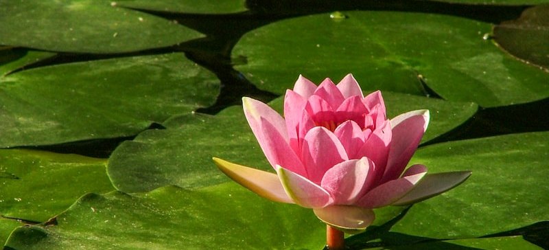 Pink lotus bloom representing meeting the anxious part with curiosity