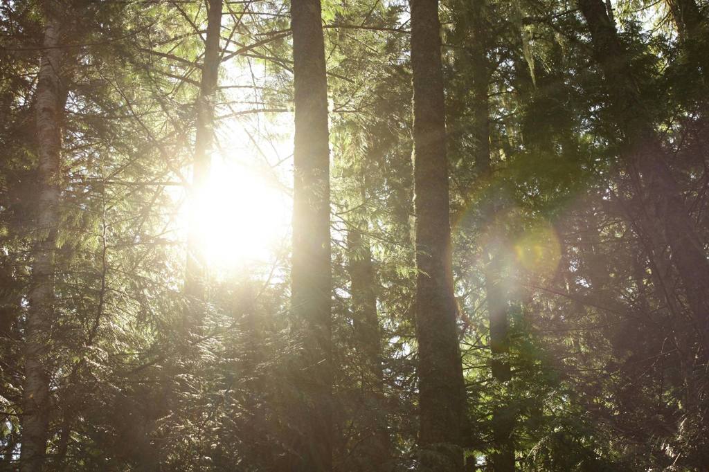 Sunlit forest path, the wild within