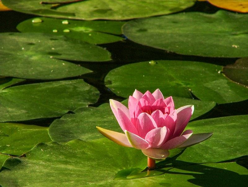 Pink lotus bloom representing the journey of coming home to Self in individual therapy